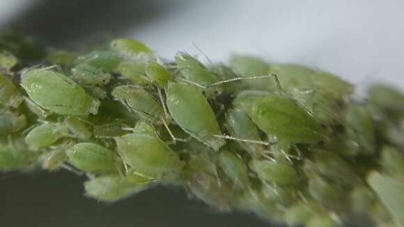 Image of Blackcurrant--Sowthistle Aphid