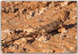 Trapelus mutabilis (Merrem 1820) resmi