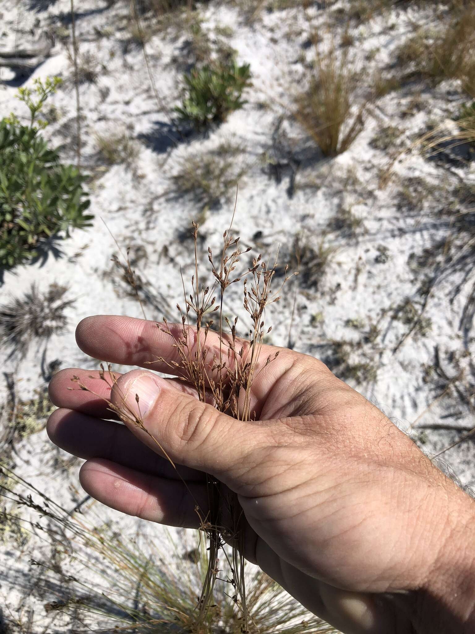 Слика од Bulbostylis ciliatifolia var. coarctata (Elliott) Kral