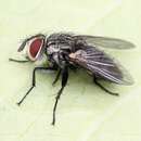 Image of Tachinid fly