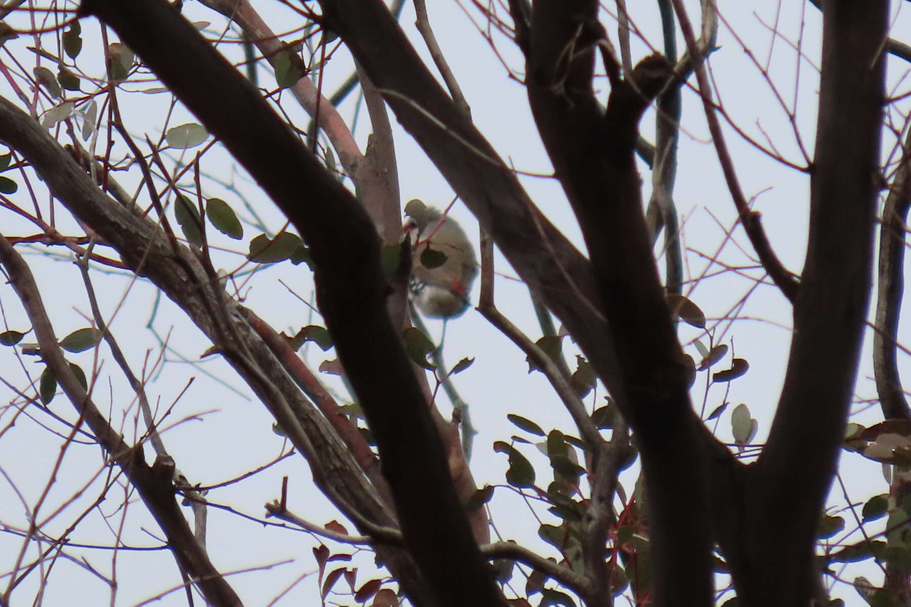 Image of Diamond Firetail