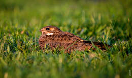 Image of Nacunda Nighthawk