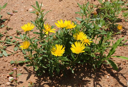 Image of Hirpicium bechuanense (S. Moore) Roessler