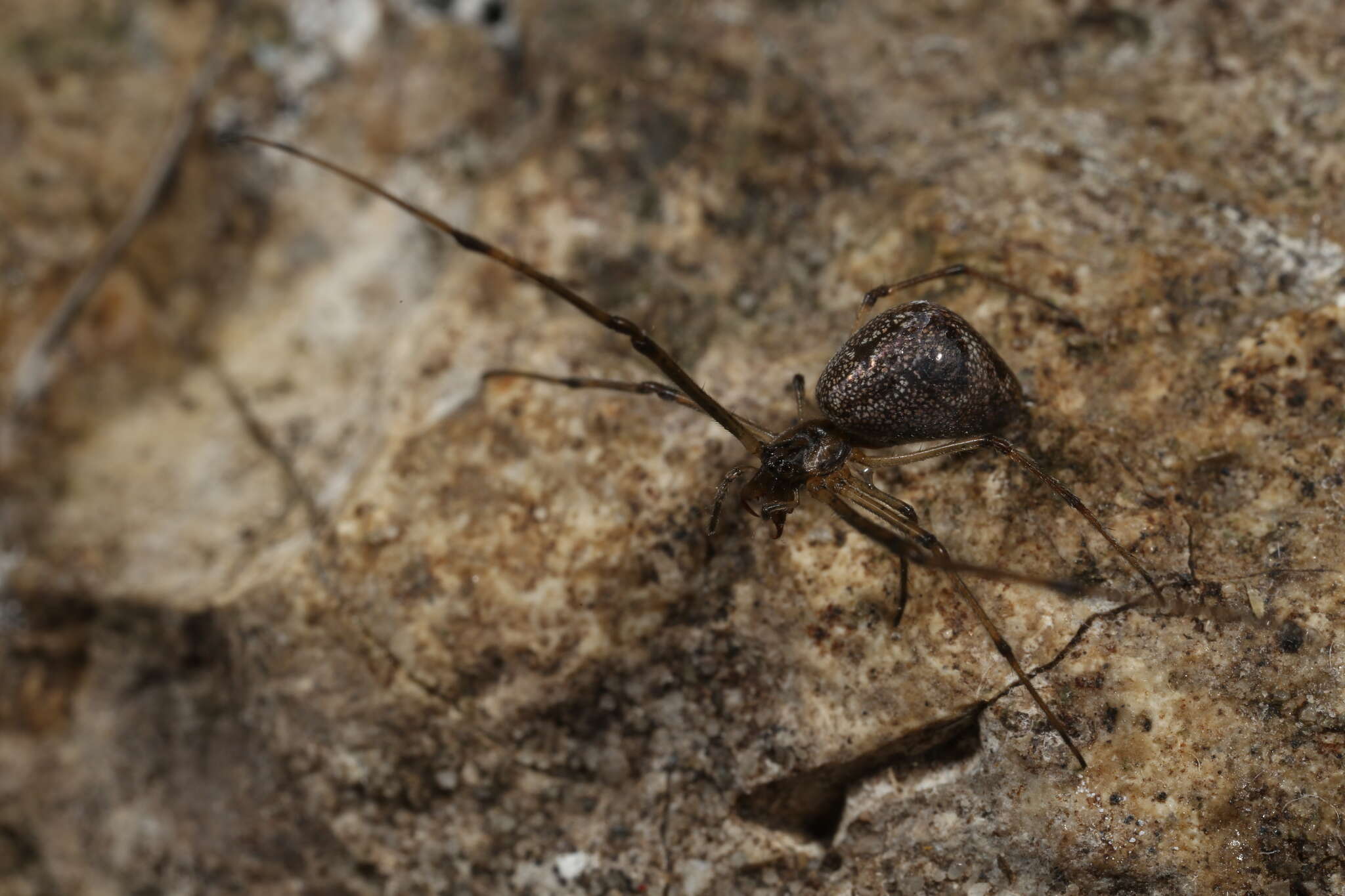 Image de Tetragnatha obtusa C. L. Koch 1837