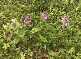 Sivun Phlox pilosa subsp. sangamonensis D. A. Levin & D. M. Sm. kuva