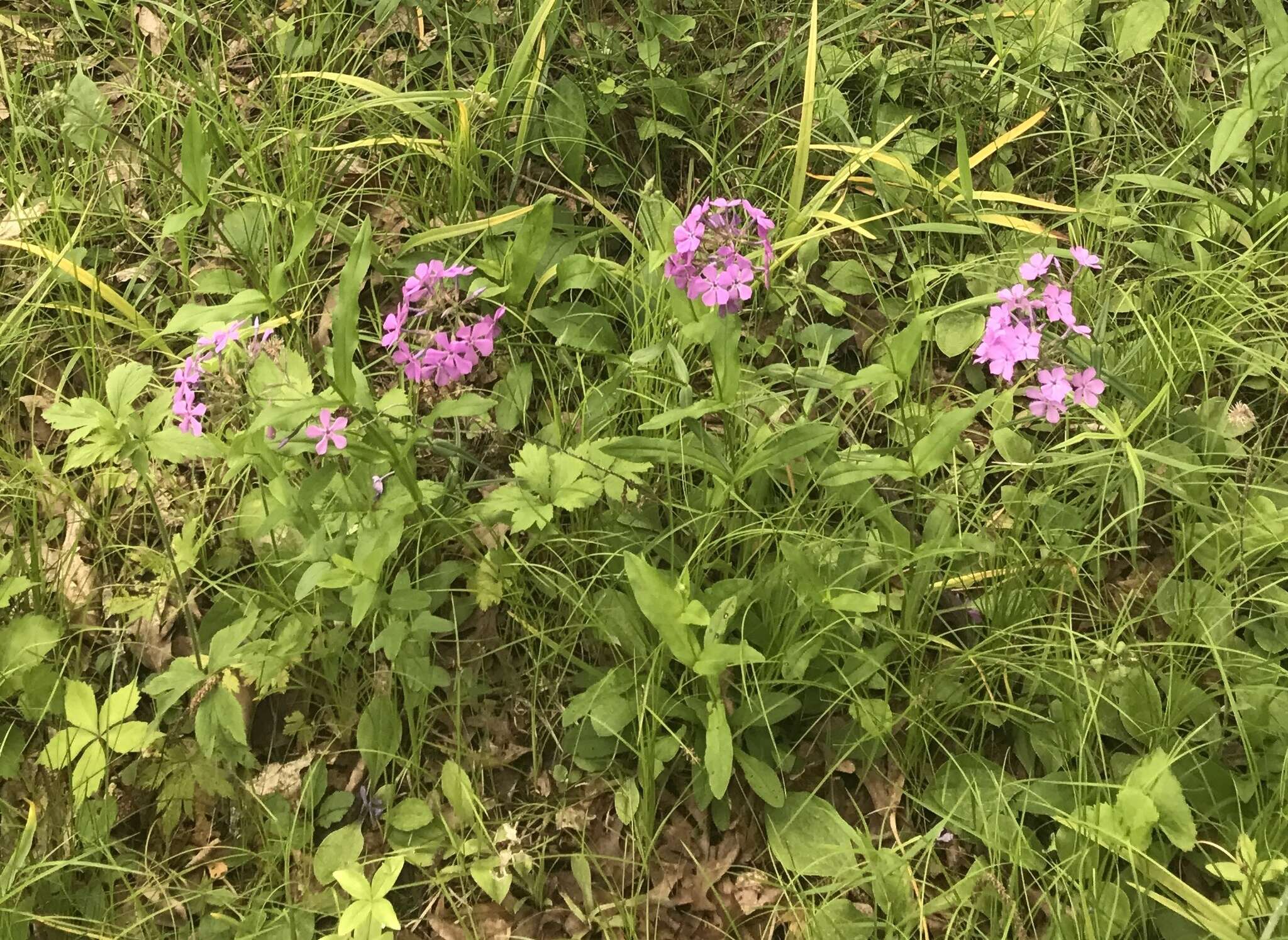 Imagem de Phlox pilosa subsp. sangamonensis D. A. Levin & D. M. Sm.