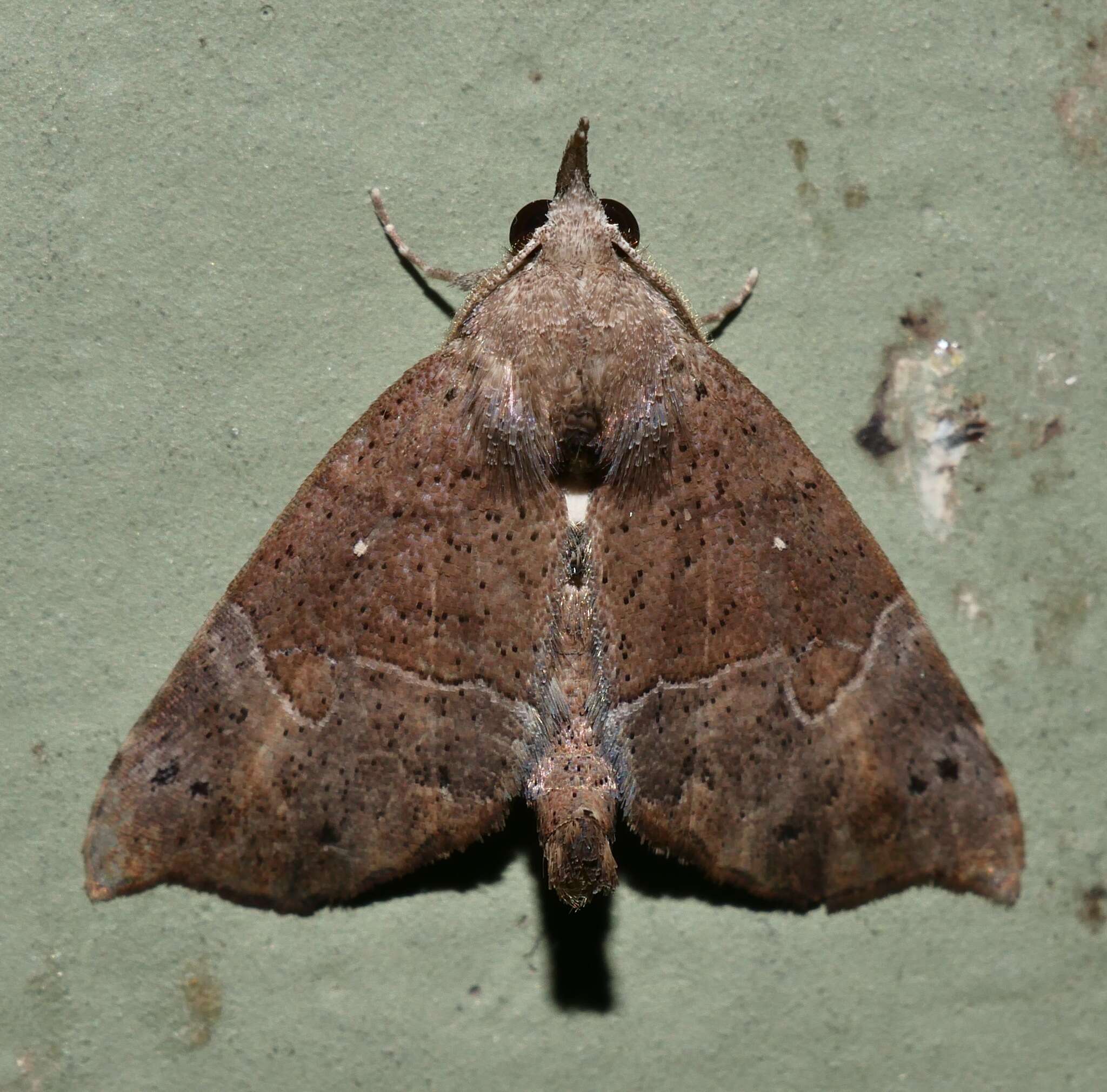 Image of Mecistoptera lithochroa Lown 1903