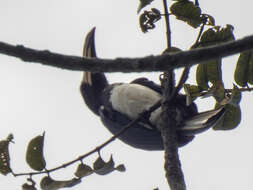 Lophoceros fasciatus (Shaw 1812) resmi