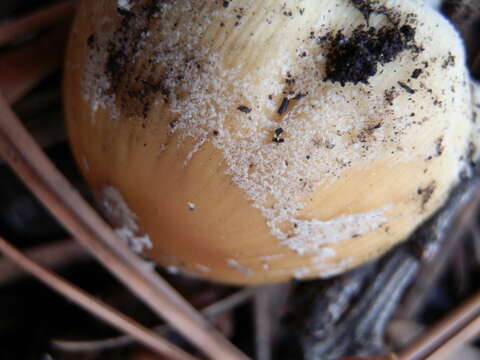 Image of Coprinellus bipellis (Romagn.) P. Roux, Guy García & Borgarino 2006