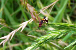 Image of Compsocryptus melanostigma (Brulle 1846)