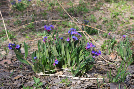 Plancia ëd Pulmonaria mollis Hornem.