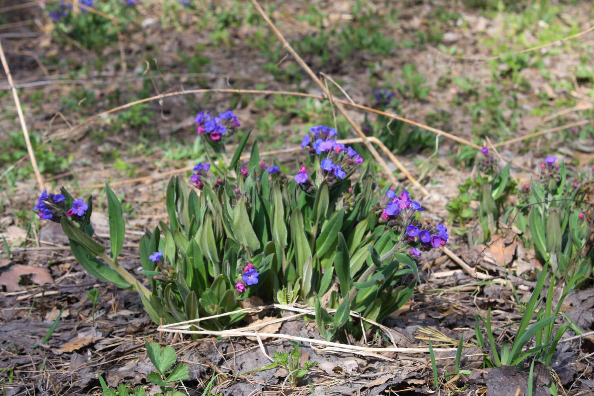 Image of Pulmonaria mollis Hornem.