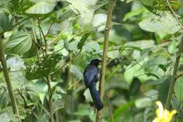 Image of Azure-hooded Jay