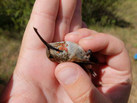 Image de Colibri roux