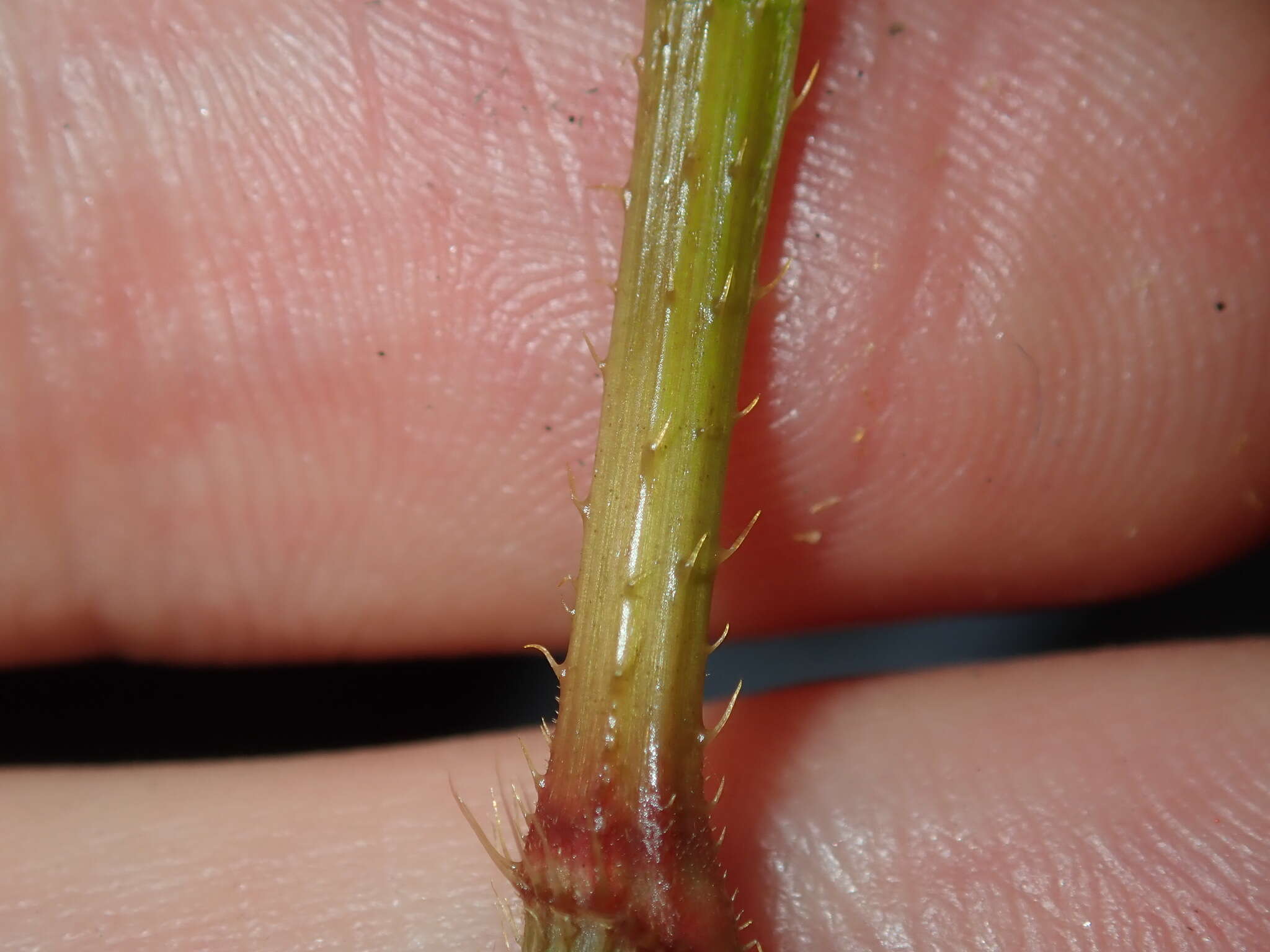 Image of Persicaria strigosa (R. Br.) Nakai