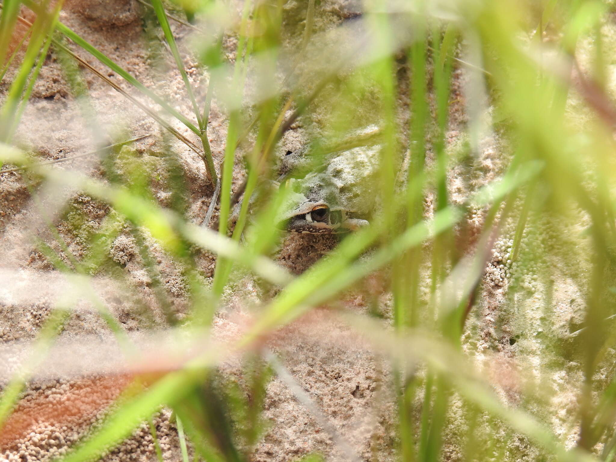 Litoria freycineti Tschudi 1838的圖片