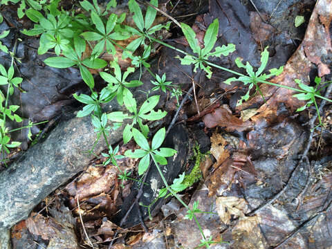 Image of fragrant bedstraw