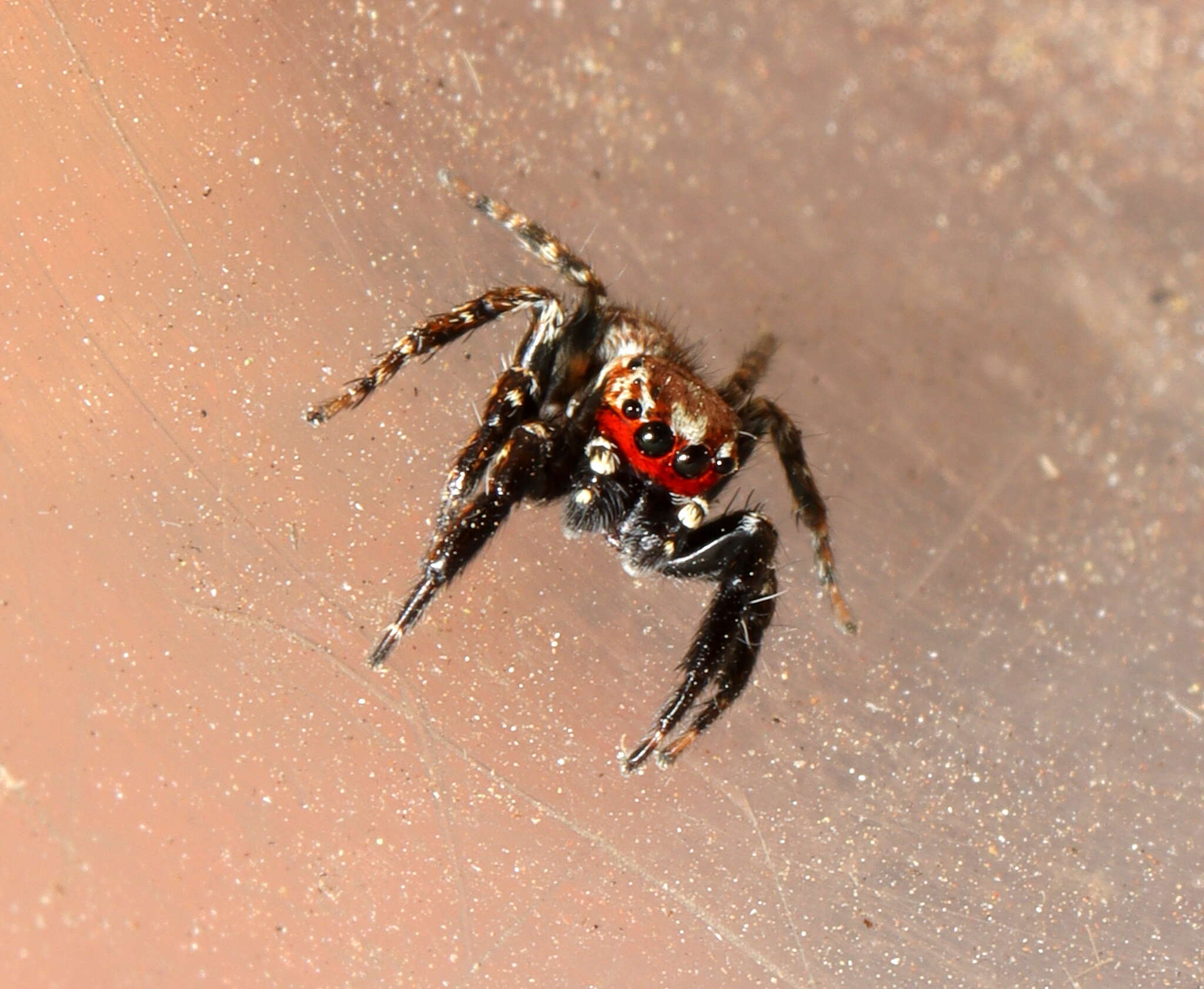 Image of Evarcha prosimilis Wesolowska & Cumming 2008