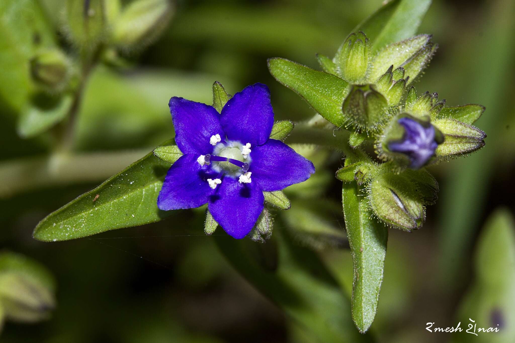 Hydrolea zeylanica (L.) Vahl resmi