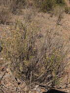 Image of Gutierrezia resinosa (Hook. & Arn.) Blake