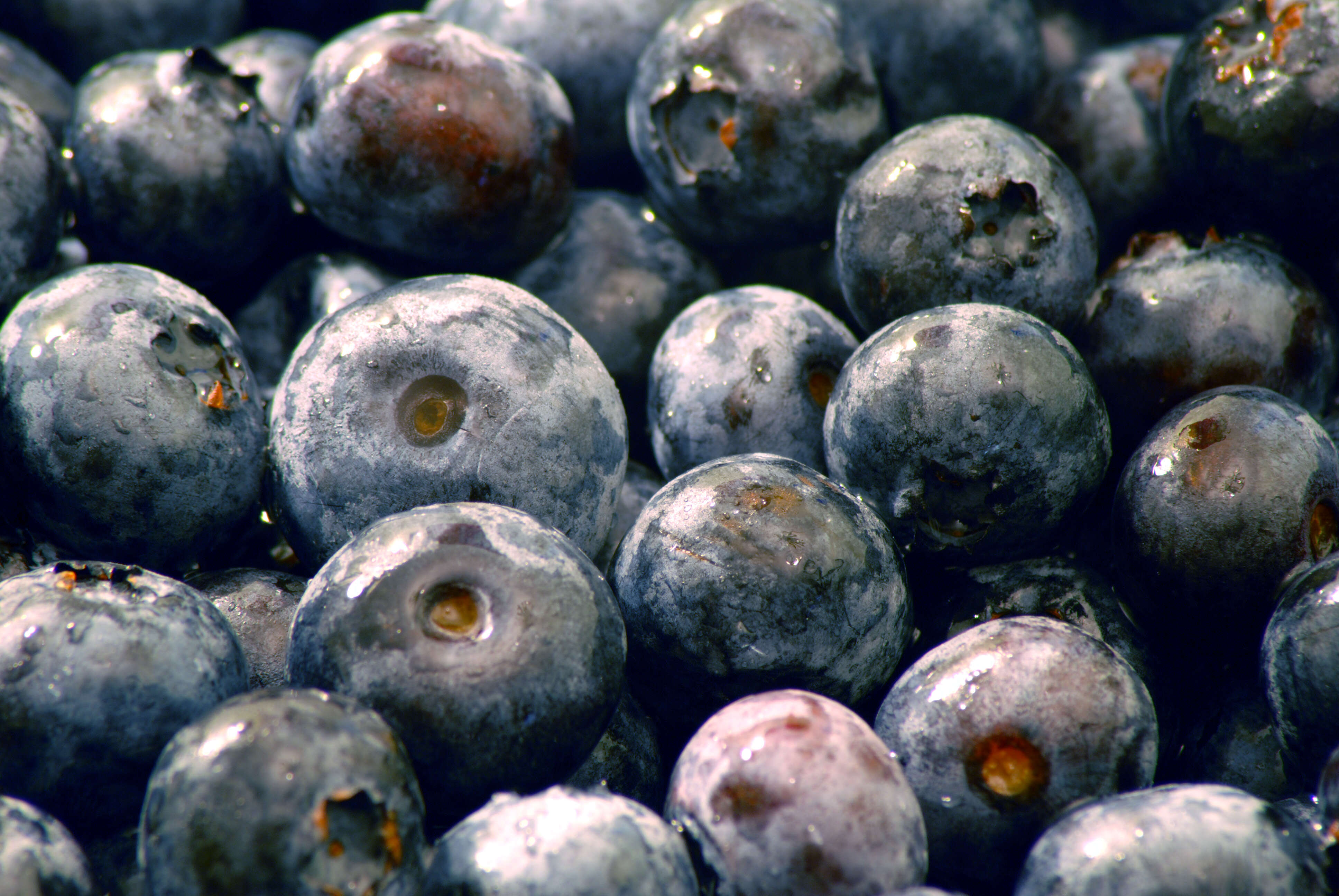 Image of Highbush blueberry