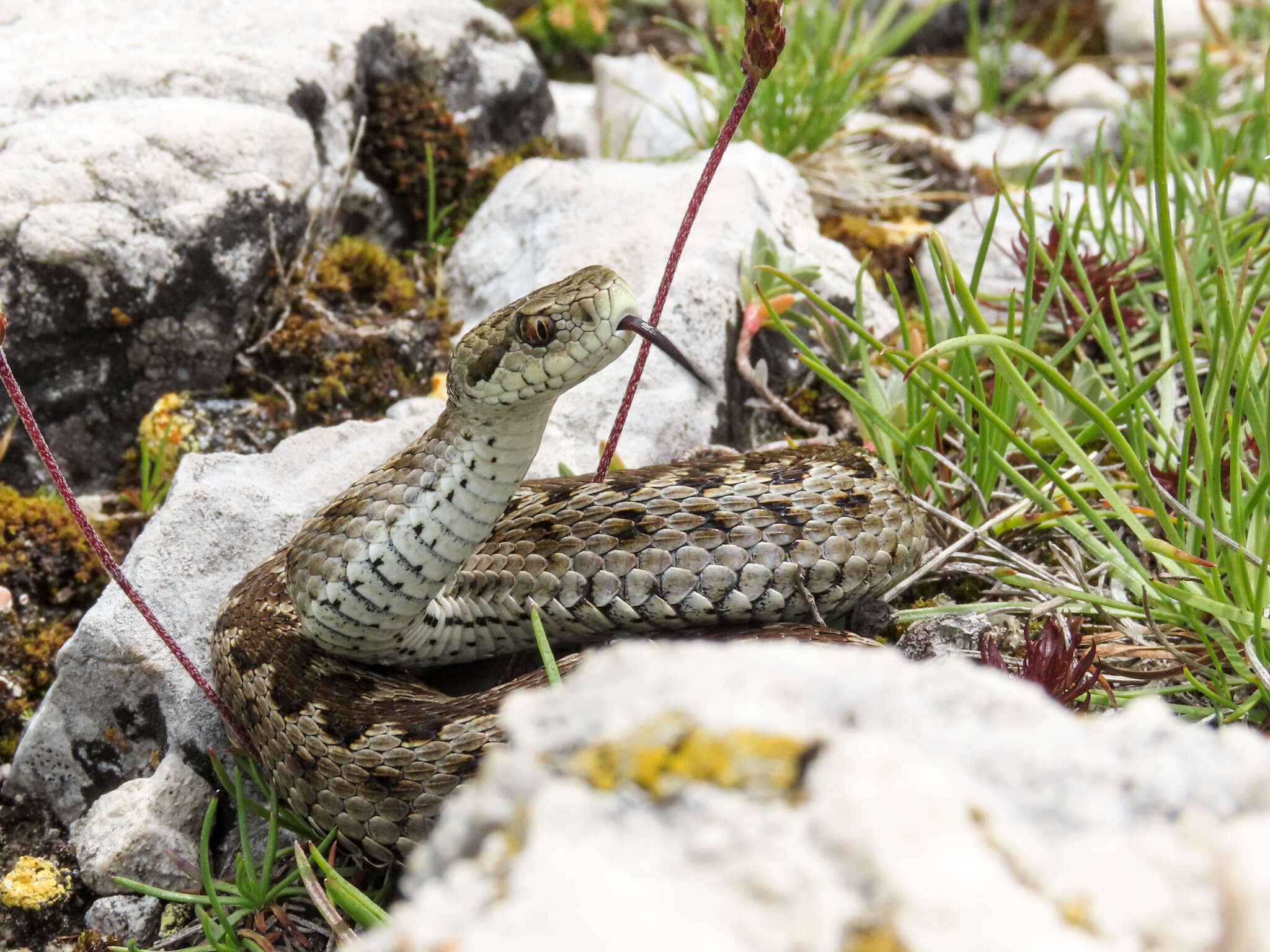 Image of Vipera ursinii ursinii (Bonaparte 1835)