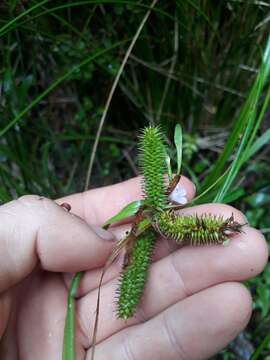 Sivun Carex maorica Hamlin kuva