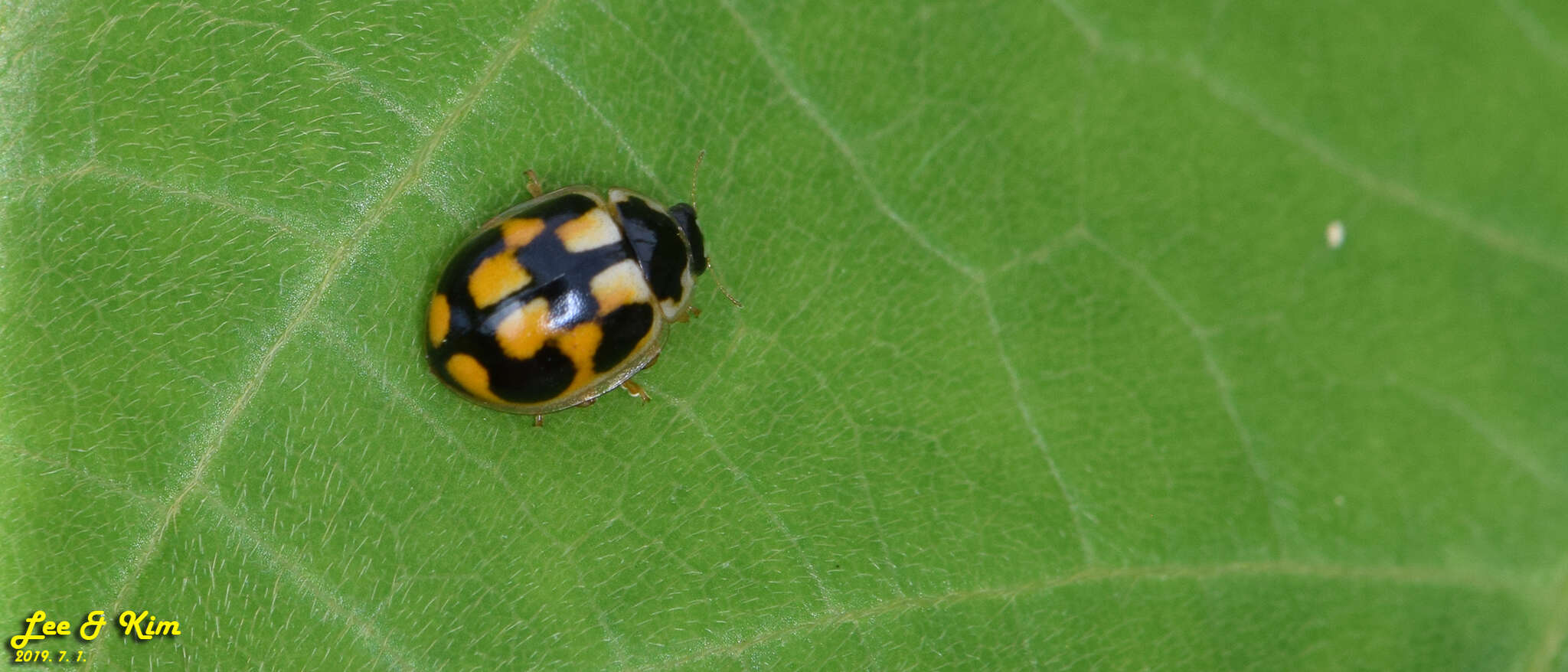 Image of Propylea japonica (Thunberg 1781)