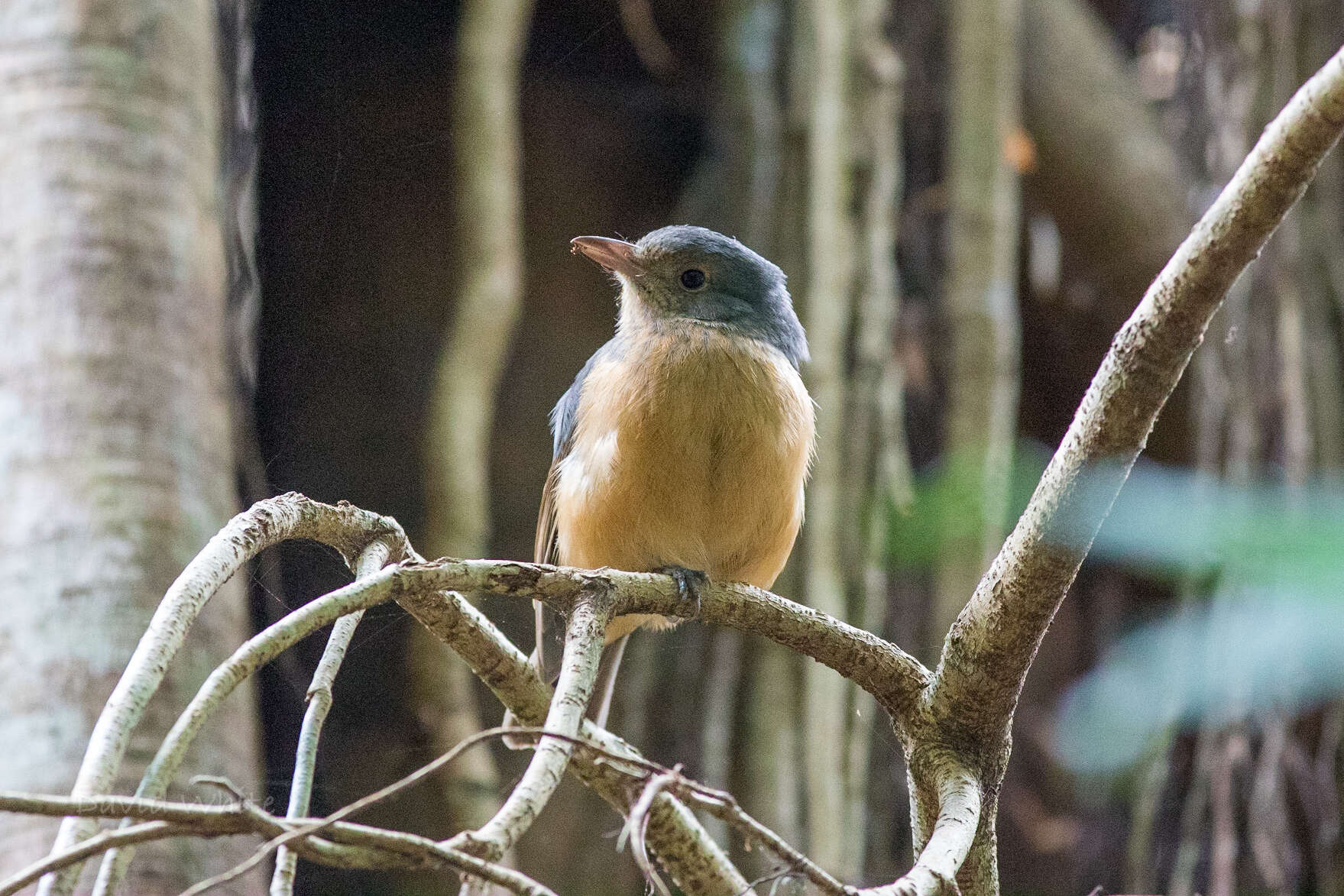 Image of Bower's Shrike-thrush