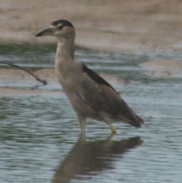 Image of Night Herons