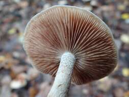 Image of veiled fairy cake