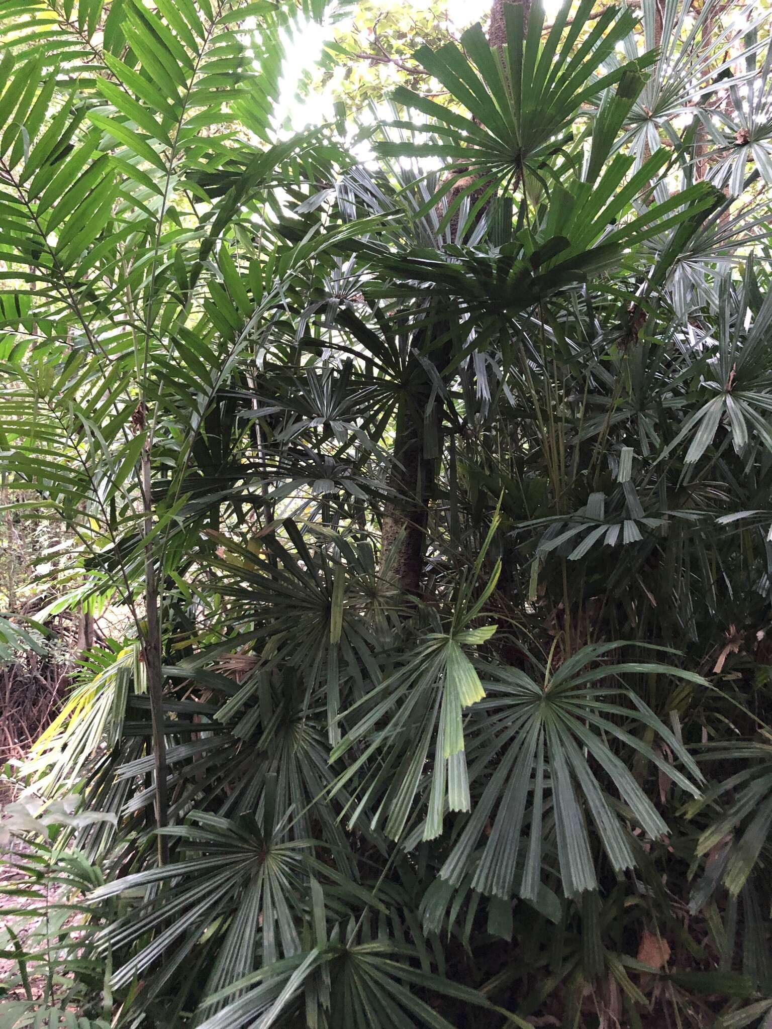 Image of Mangrove fan palm