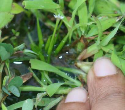 Image de Eriocaulon xeranthemum Mart.