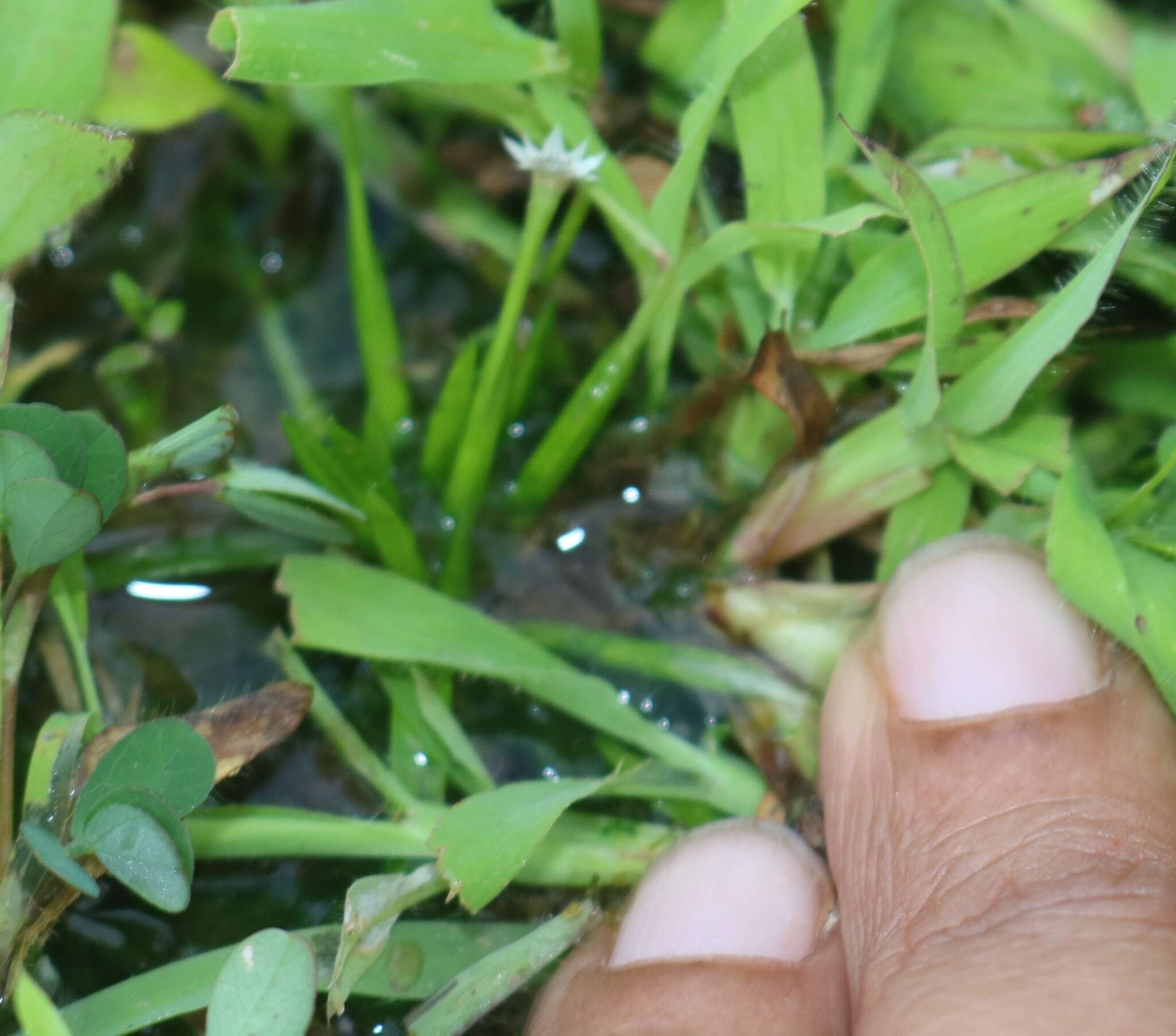 Image de Eriocaulon xeranthemum Mart.