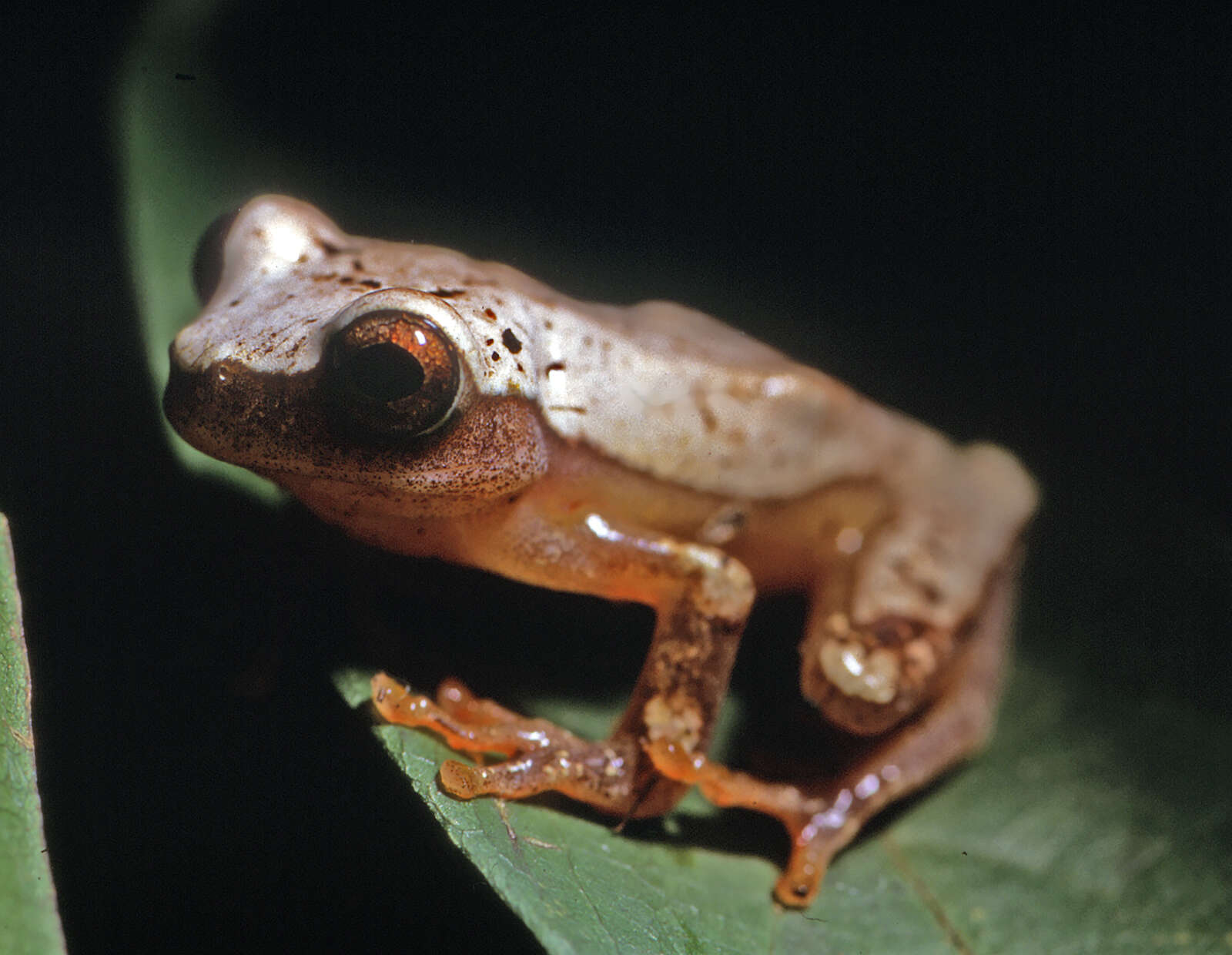 Image of Triangle Treefrog