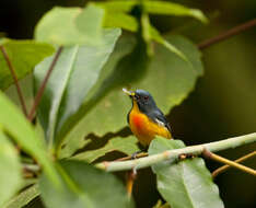 Image of Yellow-rumped Flowerpecker