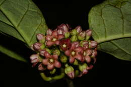 Image of Marsdenia macrophylla (Humboldt & Bonpl. ex Schultes) Fourn.