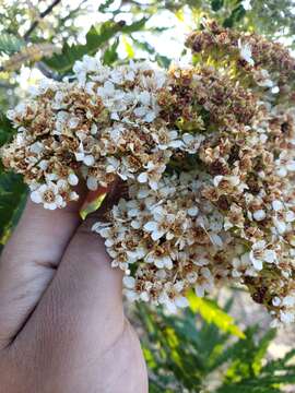 Image of Catalina ironwood