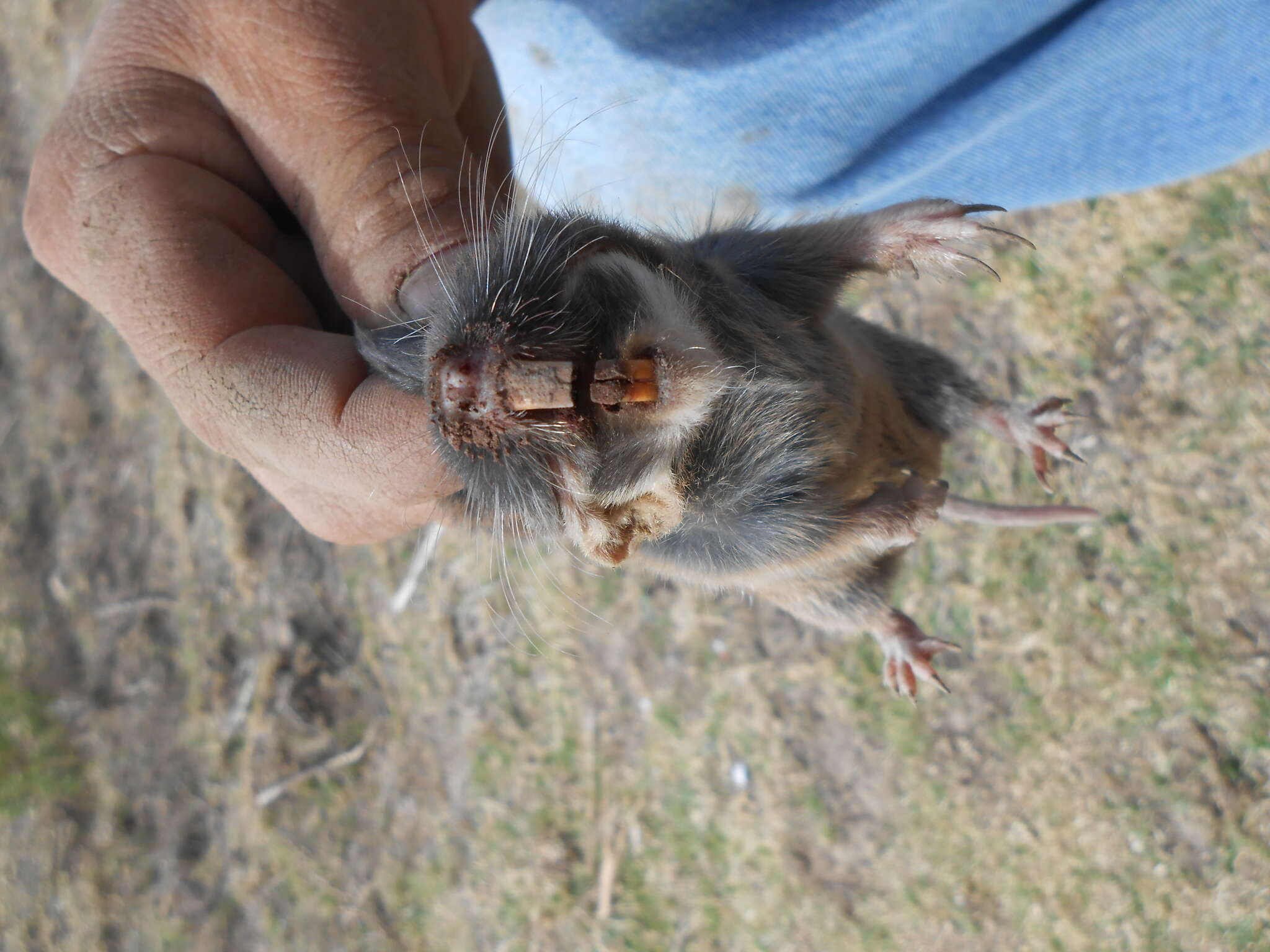 Image of southern pocket gopher