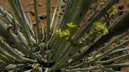 Image of Euphorbia dregeana E. Mey. ex Boiss.