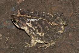 Image of Southern Round-gland Toad