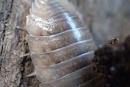 Image of Isopod