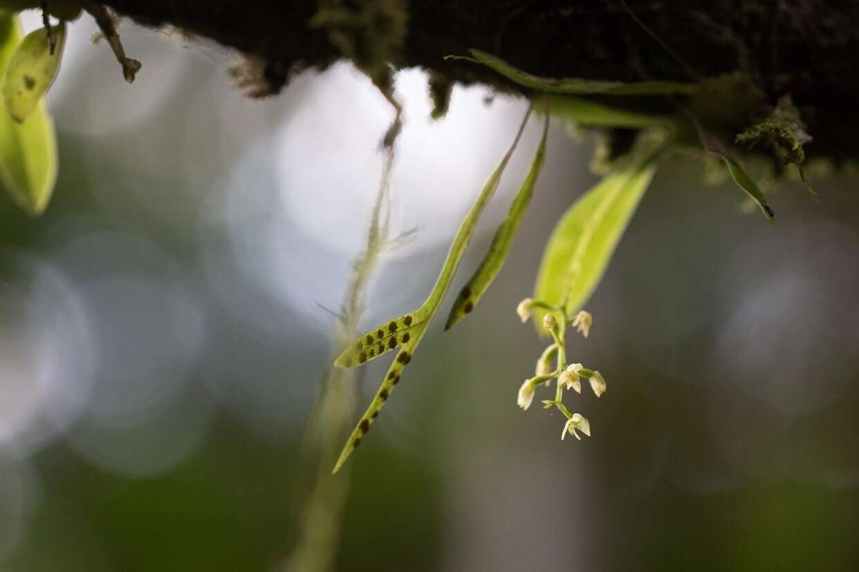 Image of Liparis elliptica Wight