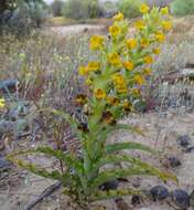 Image of Corycium crispum (Thunb.) Sw.