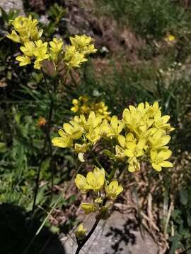 Image of Buckler Mustard