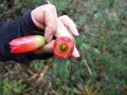 صورة Semiramisia speciosa (Benth.) Klotzsch