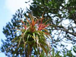 Image of Dracophyllum latifolium A. Cunn.