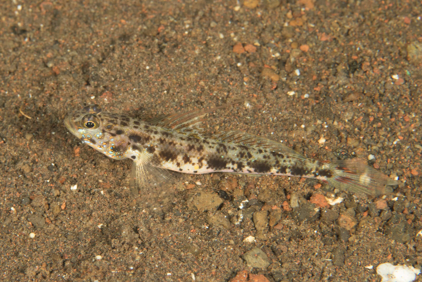 Plancia ëd Vanderhorstia phaeosticta (Randall, Shao & Chen 2007)