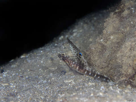 Image of Tomiyamichthys dorsostigma Bogorodsky, Kovačić & Randall 2011