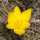 صورة Zephyranthes longistyla Pax